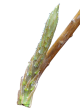 DH Asparagus Ass