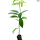 DH Avocado Hass Large
