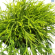 DH Conifer Snowcrest Potted