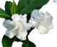 DH Crepe Jasmine