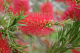 DH Crimson Bottle Brush