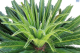 DH Cycas Revoluta