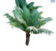 DH Cycas Thouarsii