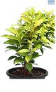 DH Ficus Gold Queen Potted