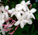 DH Jasmine Polyanthum