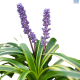 DH Liriope