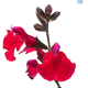 DH Salvia Gregii Red