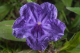 DH Ruellia Simplex