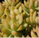 DH Sedum Adolphii