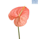 LG Anthurium Salmon