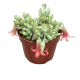 LG Succulent Cotyledon Pendence XL