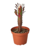 LG Succulent Euphorbia Trigona Red