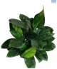 Philodendron Millions