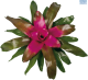 LG Bromeliad Neoregelia Nuance