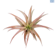 LG Bromeliad Tillandsia Cross Red