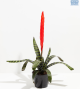 LG Bromeliad Vriesea Black Tips