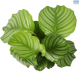 LG Calathea Orbifolia