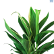 LG Cordyline fruticosa Conga