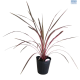 LG Cordyline Salsa