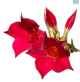 SH Dipladenia