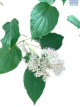 SH Hydrangea