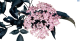 SH Sambucus