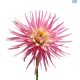 Hadeco Dahlia Border Park Princes