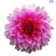 Hadeco Dahlia Dinner Plate Lavendar perfection