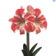 Hadeco Amaryllis Carnival