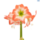 Hadeco Amaryllis Daiquiri