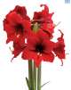 Hadeco Amaryllis Fire Dancer