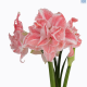 Hadeco Amaryllis First love