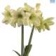 Hadeco Amaryllis Lemon Sorbet