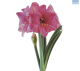 Hadeco Amaryllis Milady