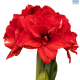 Hadeco Amaryllis Ragtime