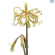 Hadeco Amaryllis Saffron