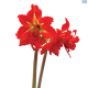 Hadeco Amaryllis Samburu