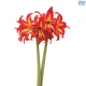 Hadeco Amaryllis Swazi