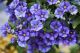 SH Solanum Blue (ms)