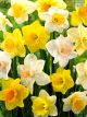 Hadeco Daffodil Mixed Single