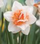 Hadeco Daffodil Replete Double