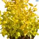 DH Abelia Gold