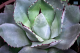 DH Agave Potatorum