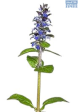 DH Ajuga Ass