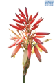 DH Aloe Porcupine