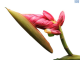 DH Alpinia