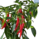 DH Dwarf Chilli