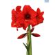 Hadeco Amaryllis Top Choice - Red