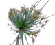 DH Cyperus Prolifer