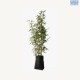DH Euginia Special Std
